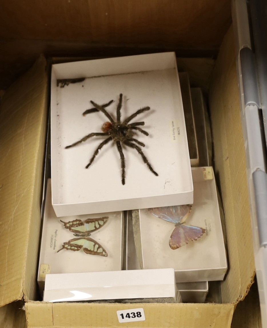 Taxidermic tarantula and exotic butterflies.